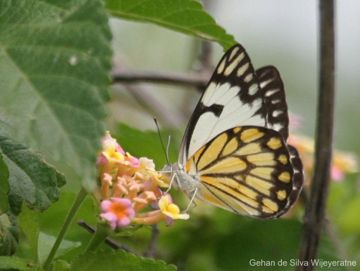 Belenois aurota Fabricius, 1793